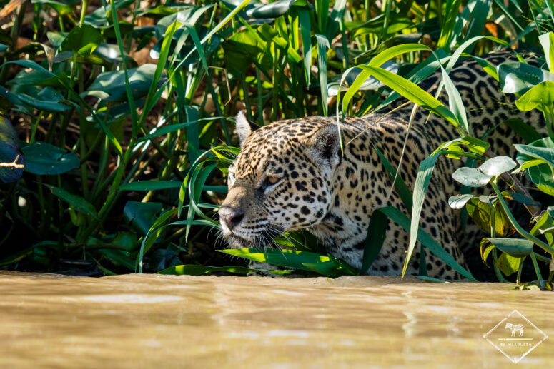 Mendrosa, sur les traces du jaguar au Pantanal