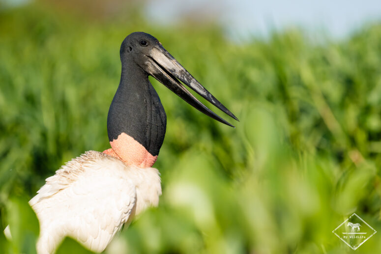 Jabiru d'Amérique, Pantanal