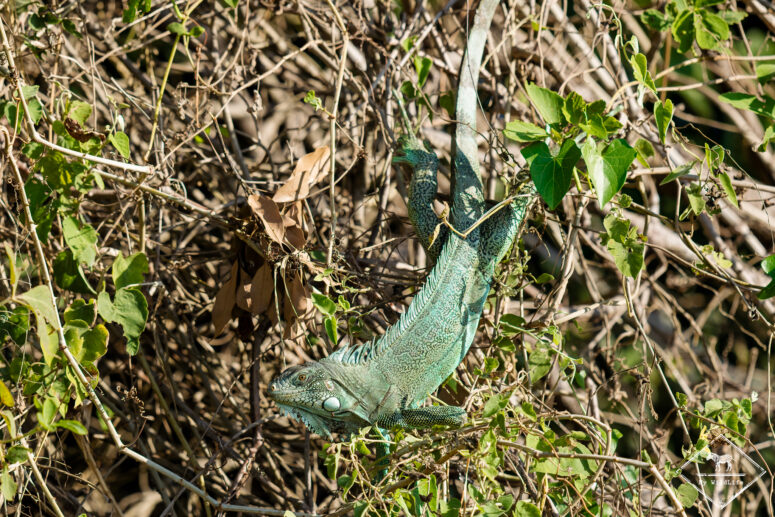 Iguane vert, Pantanal