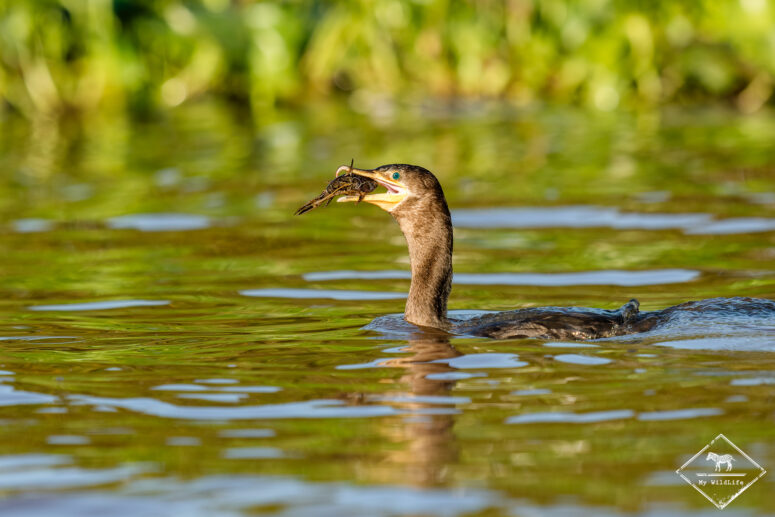 Cormoran Vigua, Pantanal