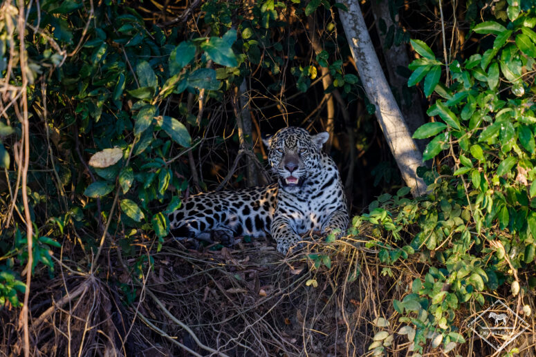 Tingana, jaguar, Pantanal