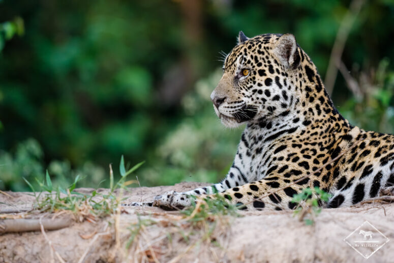 Tingana , sur les traces du jaguar
