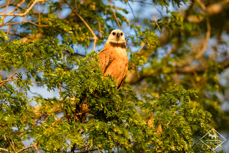 Buse à tête blanche, Pantanal