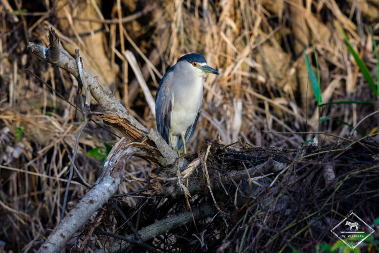 Bihoreau gris, Pantanal