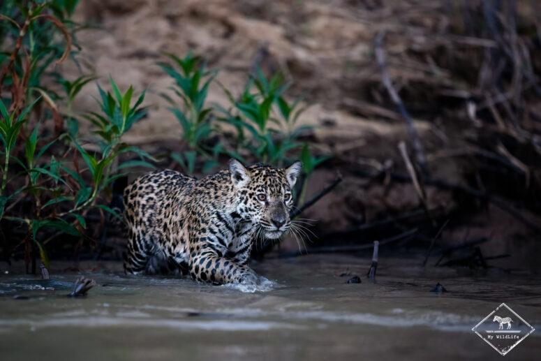 Jeune de Marcela, Jaguar, Pantanal