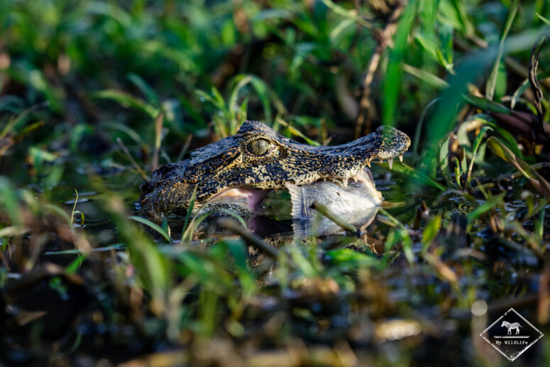Caïman, Pantanal