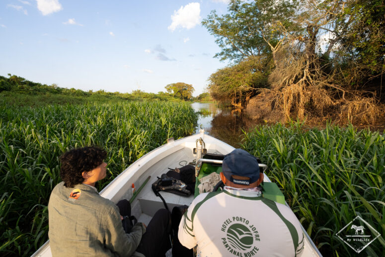 Safari sur les traces du jaguar au Pantanal