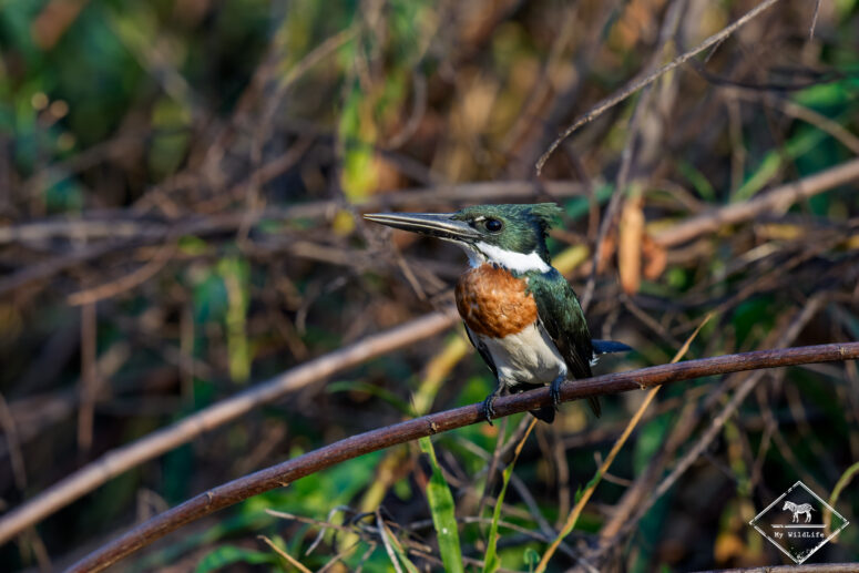 Martin-pêcheur d'Amazonie, Pantanal