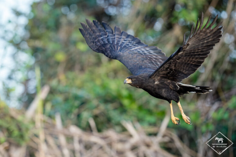 Buse Urubu, Pantanal