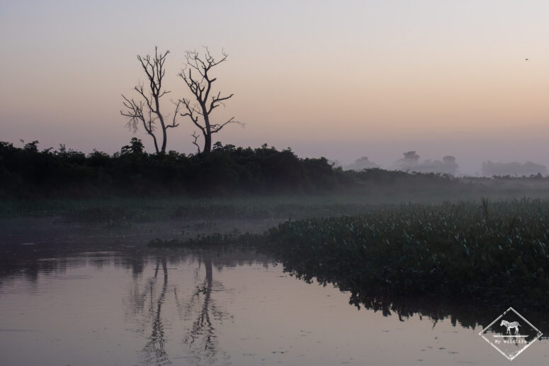 Pantanal