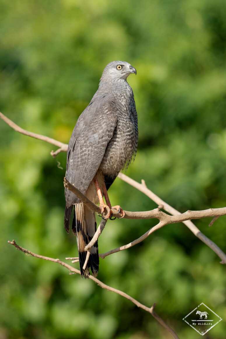 Buse échasse, Pantanal