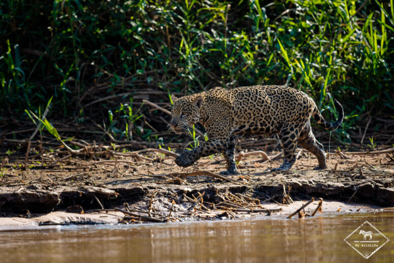 Jaguar Pantanal