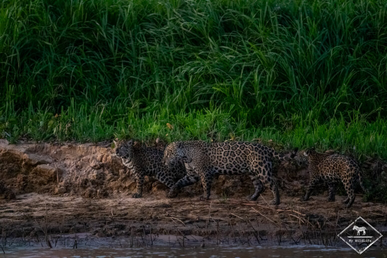 Marcela et ses deux jeunes, Pantanal
