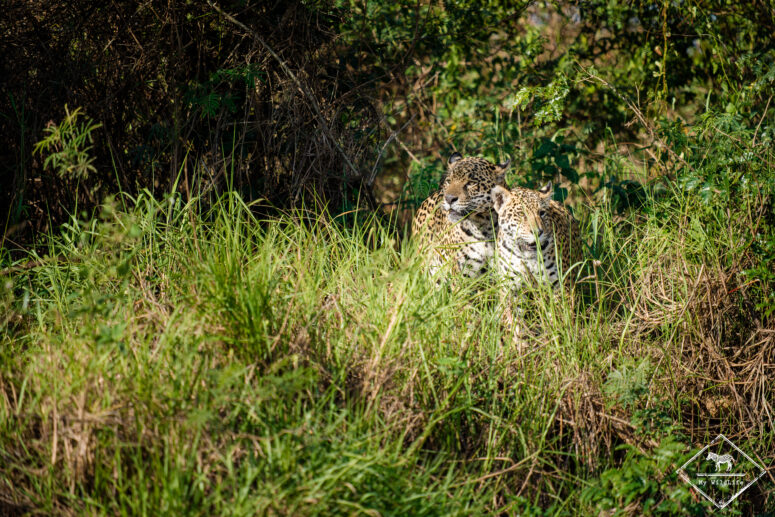 Saseka et son jeune, Pantanal