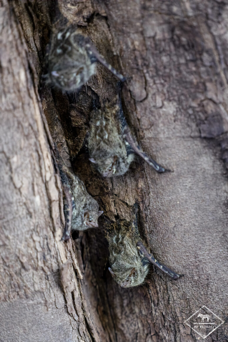 Chauve-souris Rhynorrtheris naso, Pantanal
