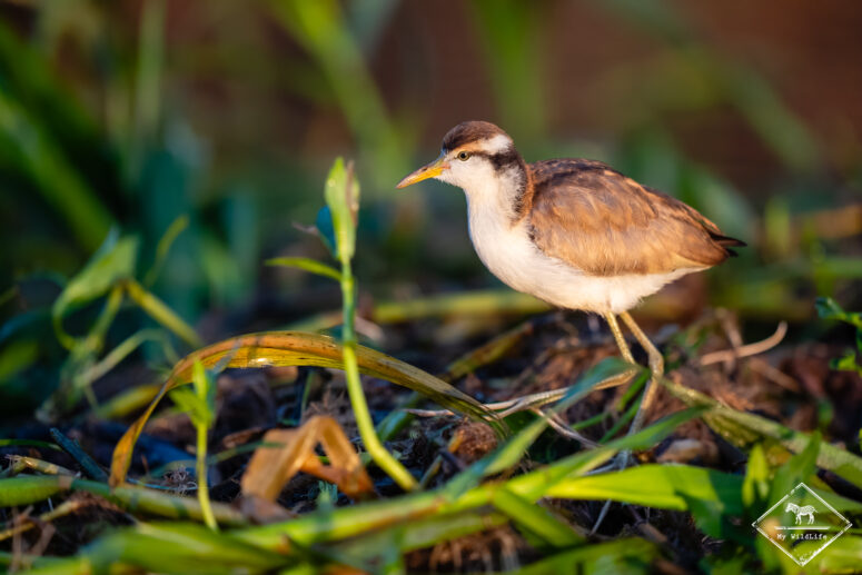 Jacana noir juvénile, Pantanal