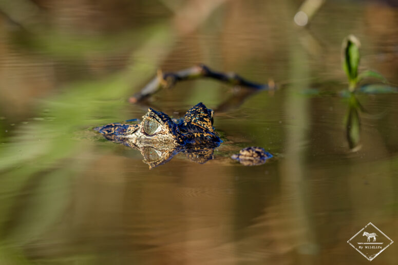 Caïman, Pantanal