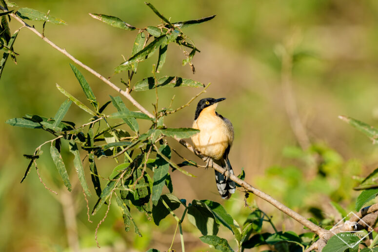 Donacobe à miroir, Pantanal