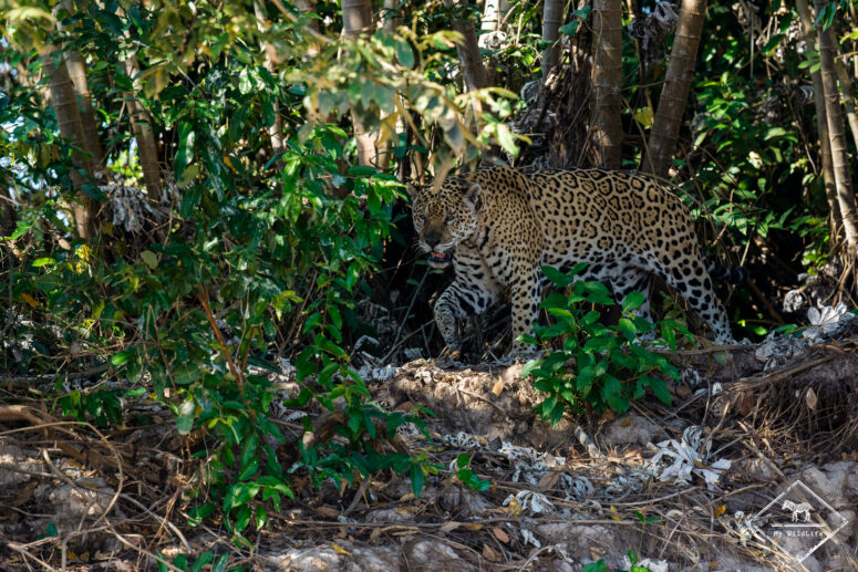 Ousado, sur les traces du jaguar au Pantanal