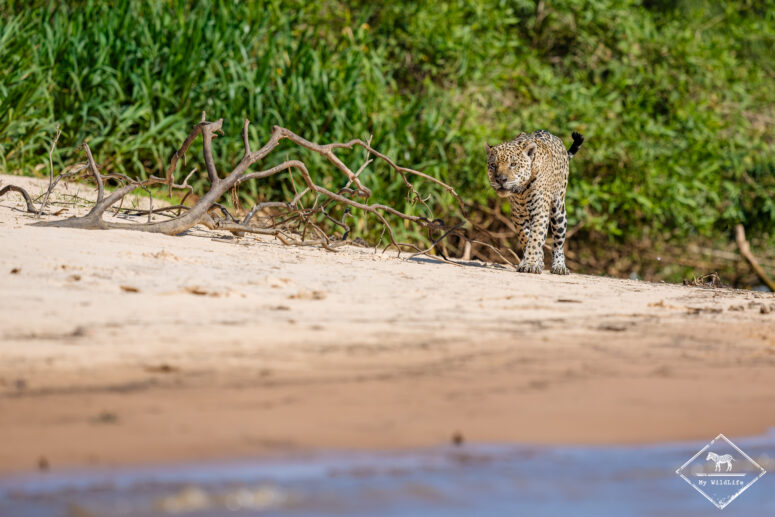 Ousado, sur les traces du jaguar au Pantanal