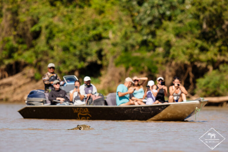 Mendrosa traversant le fleuve, Pantanal